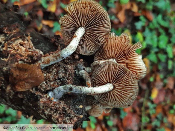 Agrocybe firma