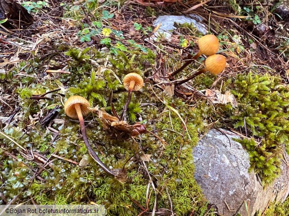 Galerina atkinsoniana