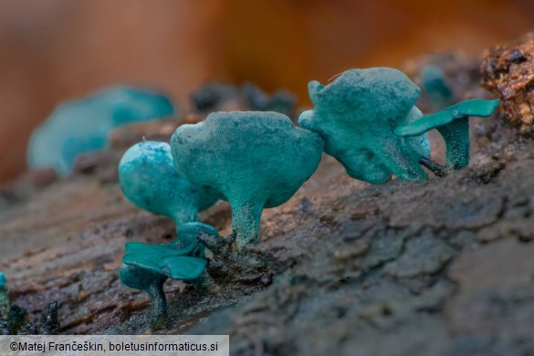 Chlorociboria aeruginascens