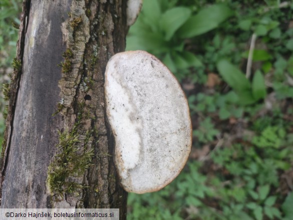 Trametes suaveolens