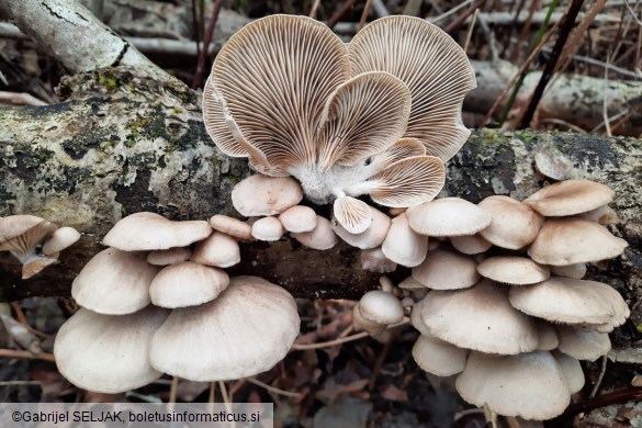 Pleurotus ostreatus