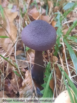 Cortinarius violaceus