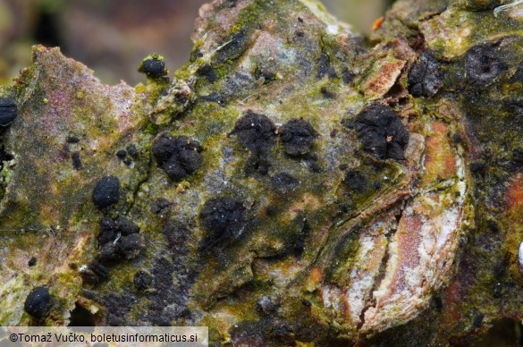 Massariovalsa megalospora