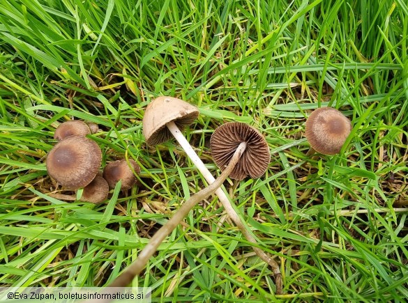 Panaeolina foenisecii