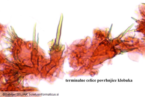 Marasmius cohaerens