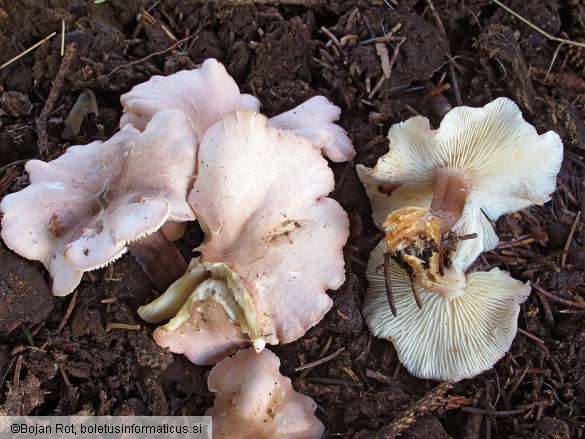 Calocybe carnea