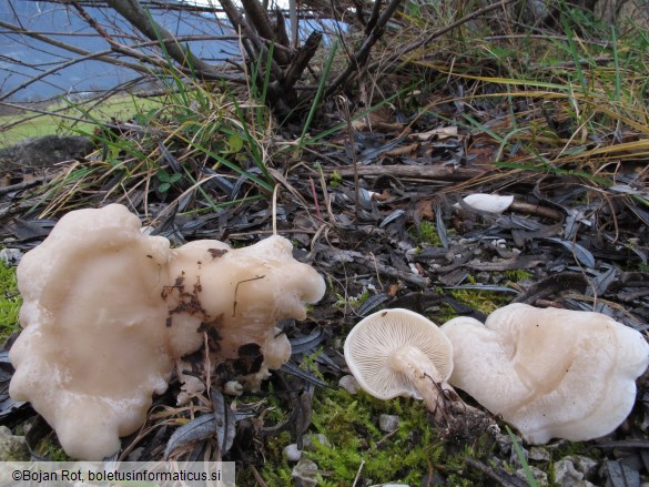 Clitocybe rivulosa