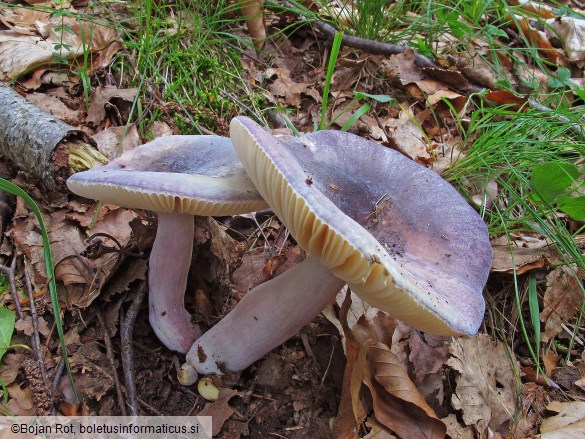Russula amoena