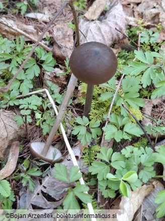 Entoloma hirtipes