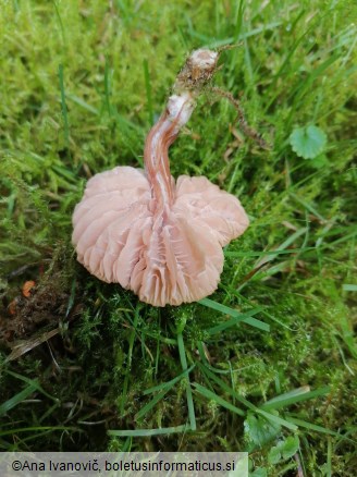 Laccaria laccata