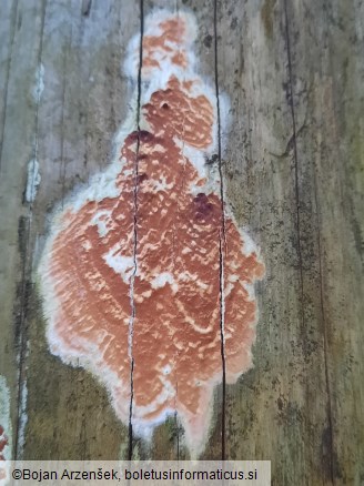 Gloeoporus taxicola