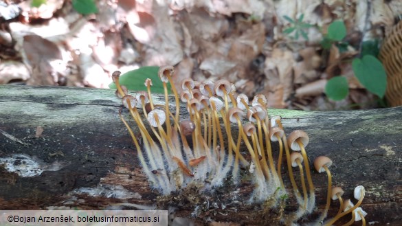 Mycena renati