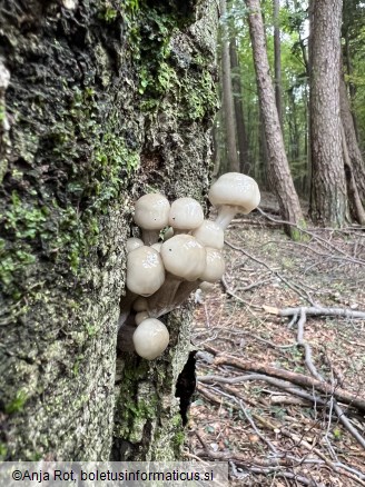 Mucidula mucida