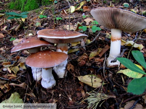 Cortinarius praestans