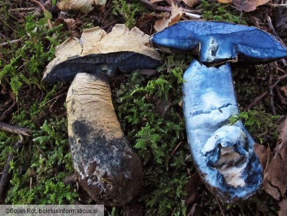 Gyroporus cyanescens