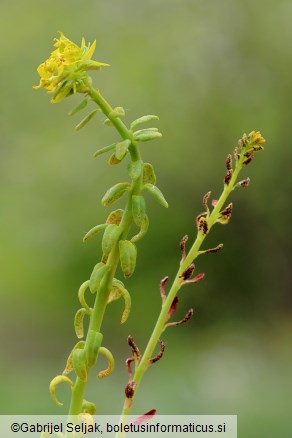 Uromyces scutellatus