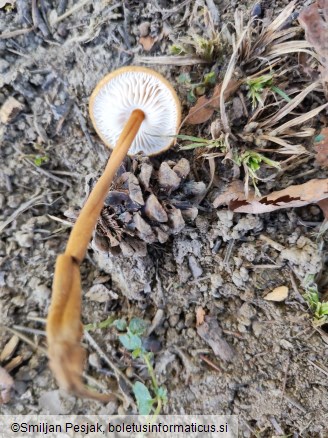 Xerula pudens