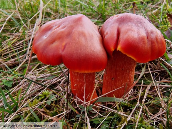 Hygrocybe punicea