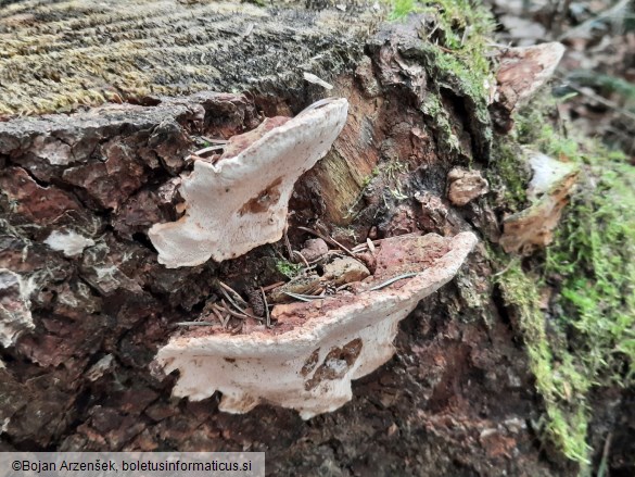Heterobasidion parviporum