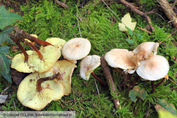 Gymnopus erythropus