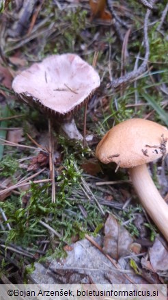 Gomphidius roseus
