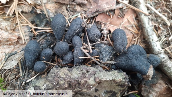 Xylaria polymorpha