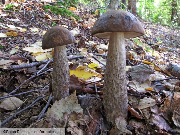 Leccinum melaneum