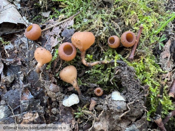 Dumontinia tuberosa