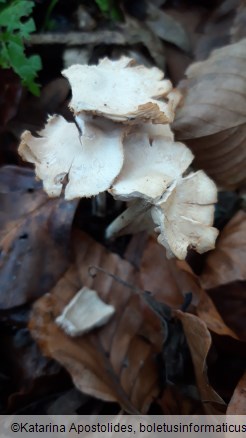Gymnopus confluens