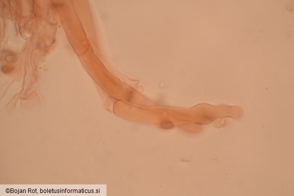 Calyptella capula