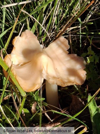 Porpolomopsis calyptriformis