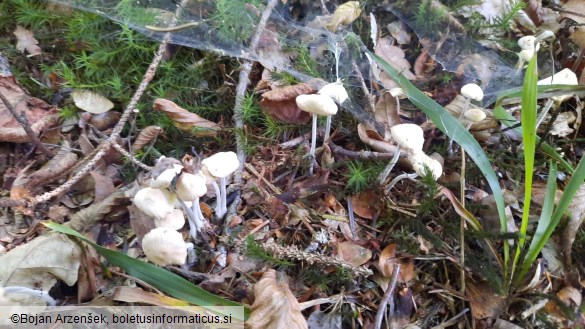 Gymnopus confluens