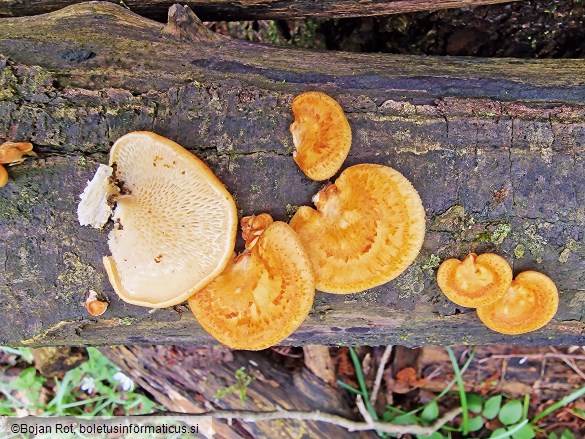 Neofavolus alveolaris