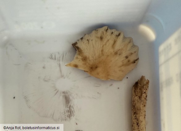 Psathyrella spadiceogrisea