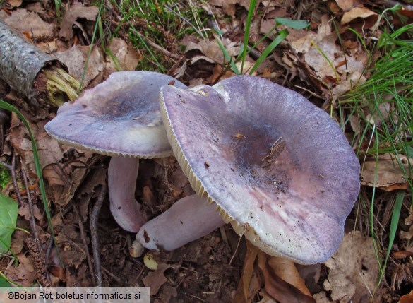 Russula amoena