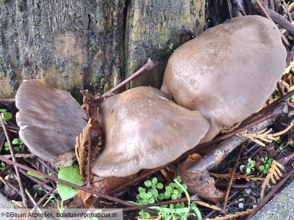Pleurotus ostreatus