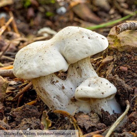 Clitopilus prunulus