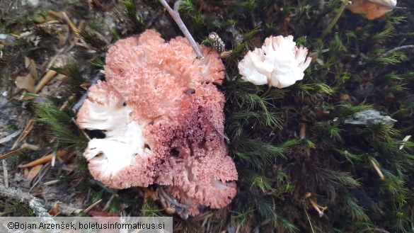 Ramaria botrytis