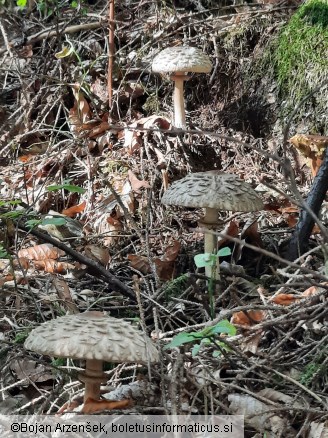 Chlorophyllum olivieri