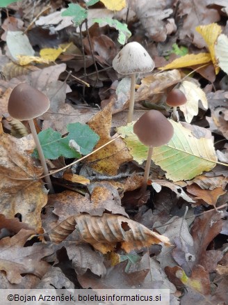 Parasola conopilea
