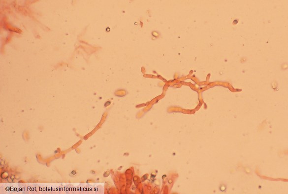 Mycena aetites