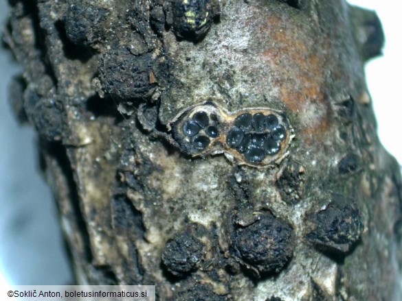 Diatrypella quercina