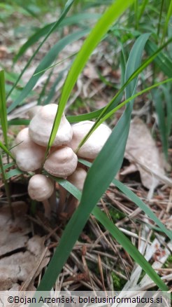 Gymnopus confluens
