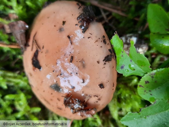Suillus granulatus