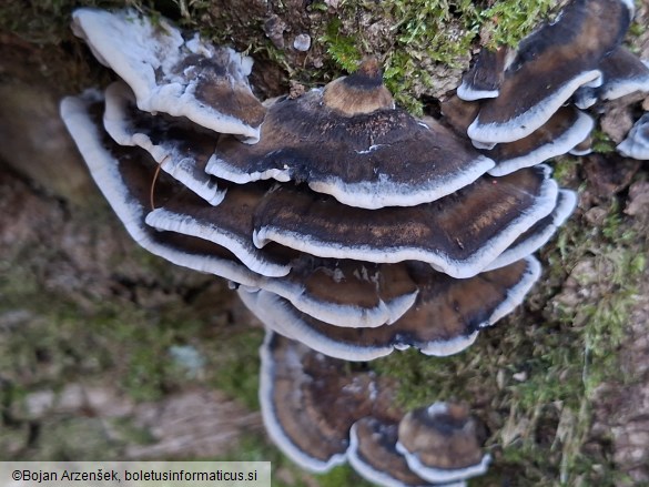 Bjerkandera adusta