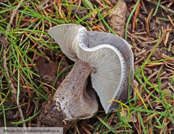 Melanoleuca luteolosperma