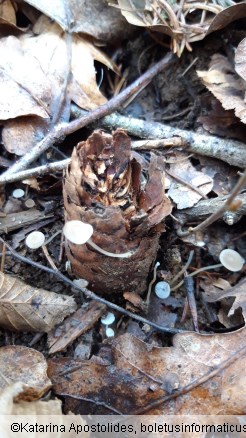Strobilurus esculentus