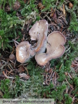 Gomphus clavatus