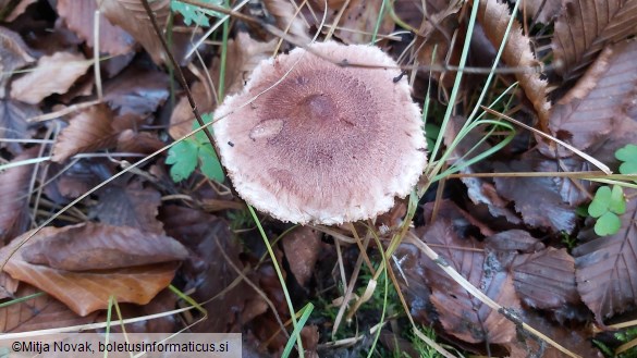 Tricholoma vaccinum