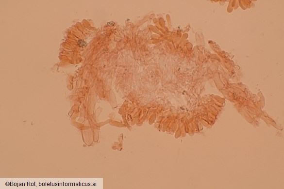 Calyptella capula